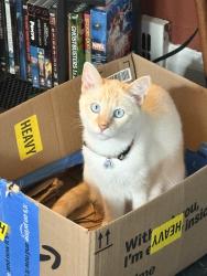 Lost Male Cat last seen 222nd St and Babbit Rd, Euclid, OH 44123