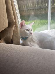 Lost Female Cat last seen LAnd Grant Road, Charlotte, NC 28217