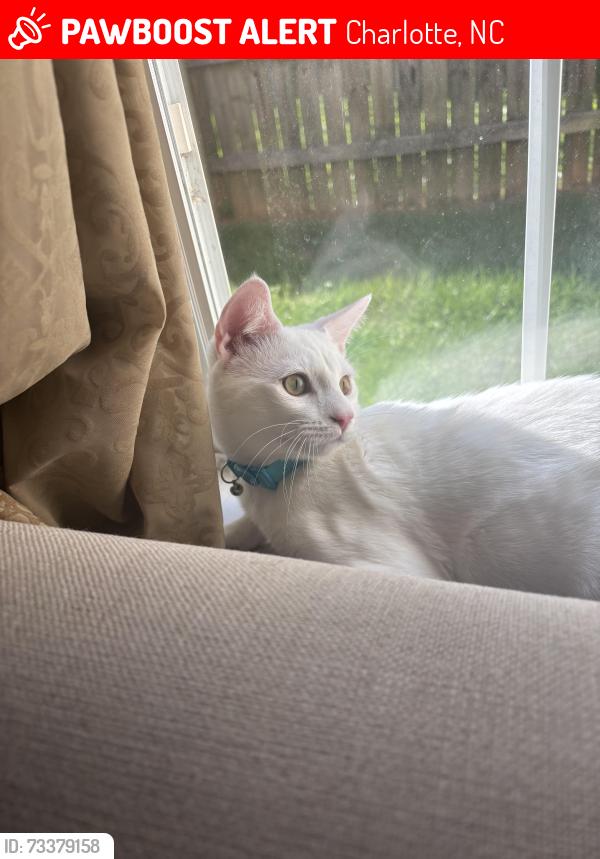 Lost Female Cat last seen LAnd Grant Road, Charlotte, NC 28217