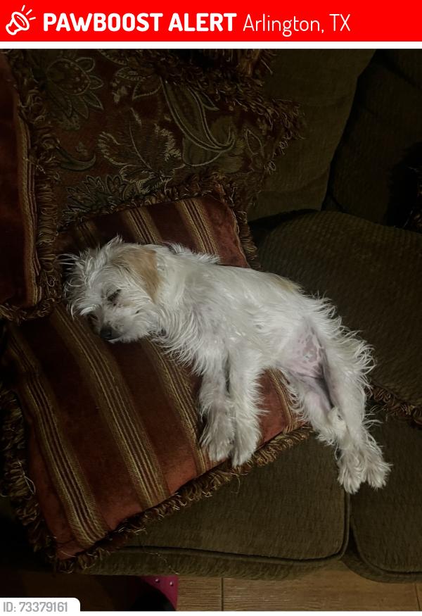 Lost Female Dog last seen Near mapleview dr, Arlington, TX 76018