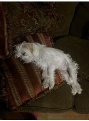 Lost Female Dog last seen Near mapleview dr, Arlington, TX 76018