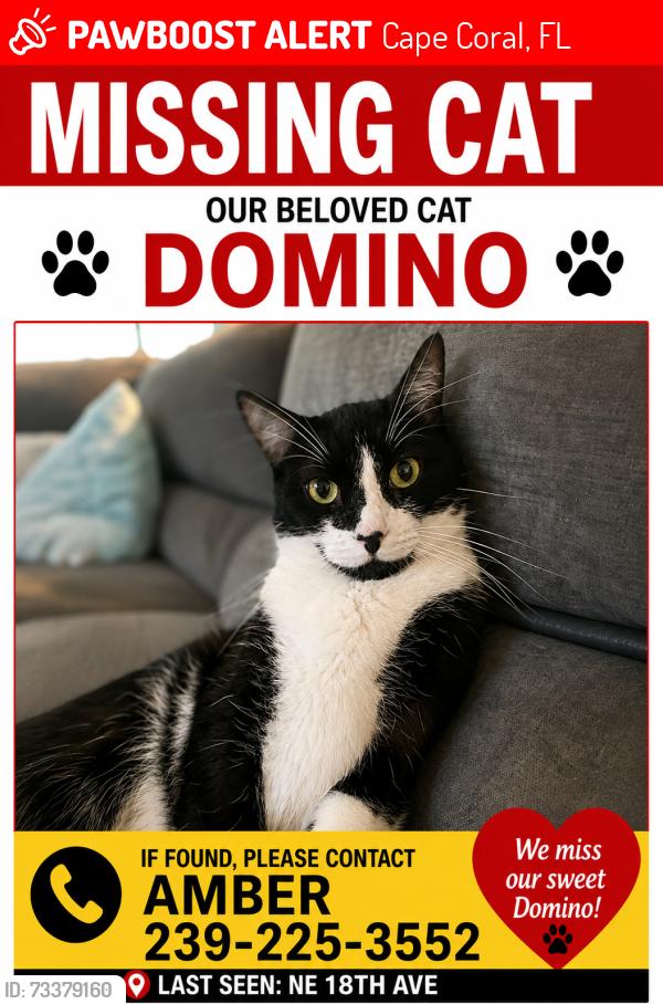Lost Male Cat last seen Diplomat pkwy and Kismet Pkwy, Cape Coral, FL 33909