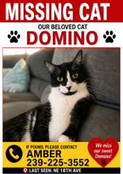 Lost Male Cat last seen Diplomat pkwy and Kismet Pkwy, Cape Coral, FL 33909
