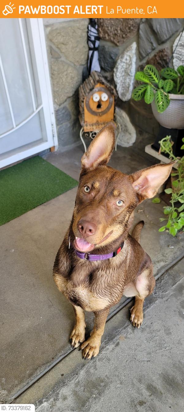 Found/Stray Female Dog last seen Between Temple and Nelson, La Puente, CA 91746