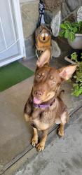 Found/Stray Female Dog last seen Between Temple and Nelson, La Puente, CA 91746