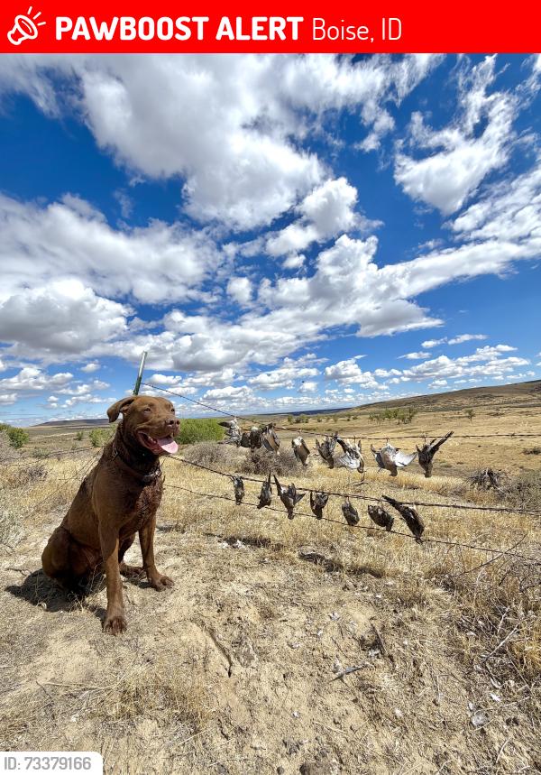 Lost Male Dog last seen W. Chapin Ave, Boise, ID 83709