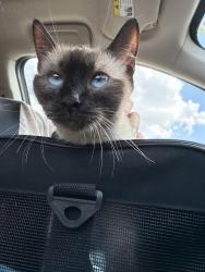 Found/Stray Female Cat last seen Across the highway from quickmart, Austin, TX 78721