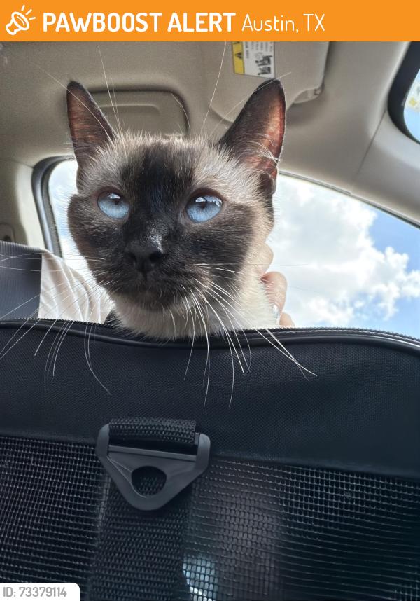 Found/Stray Female Cat last seen Across the highway from quickmart, Austin, TX 78721