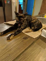 Lost Female Cat last seen Alto and Chapel, Port Richey, FL 34668