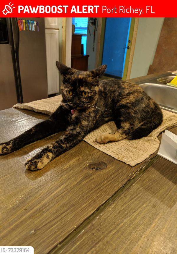 Lost Female Cat last seen Alto and Chapel, Port Richey, FL 34668