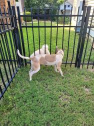 Found/Stray Female Dog last seen Near Ross Street, Macon, GA 31201