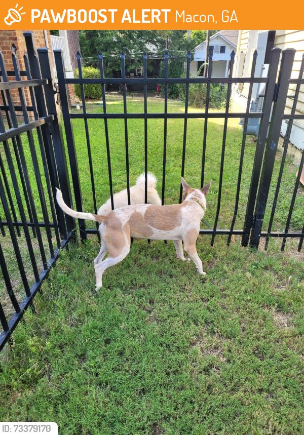 Found/Stray Female Dog last seen Near Ross Street, Macon, GA 31201