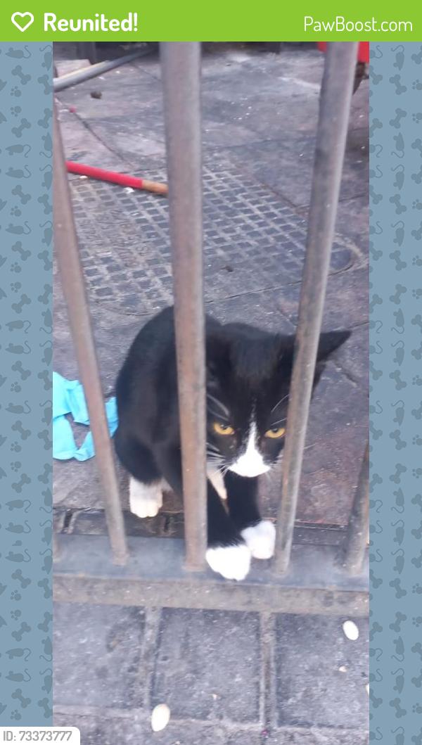 Reunited Unknown Cat last seen High Road, Seven Kings, England IG3 8RH