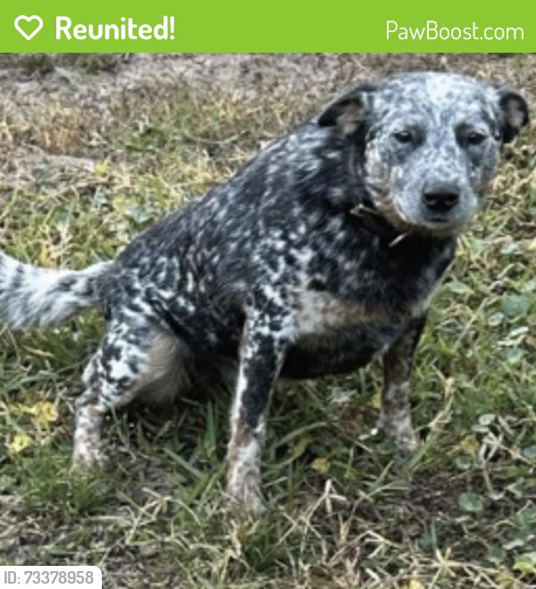 Reunited Female Dog last seen Vermont blvd, Elkton, FL 32033