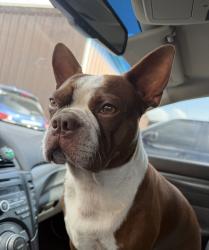 Reunited Male Dog last seen 30W218 Butterfield Rd Unit A2, Warrenville, IL 60555, Warrenville, IL 60555