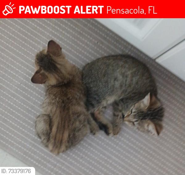 Lost Female Cat last seen Fernwood Avenue and Avery Street, Pensacola, FL 32505