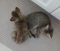 Lost Female Cat last seen Fernwood Avenue and Avery Street, Pensacola, FL 32505
