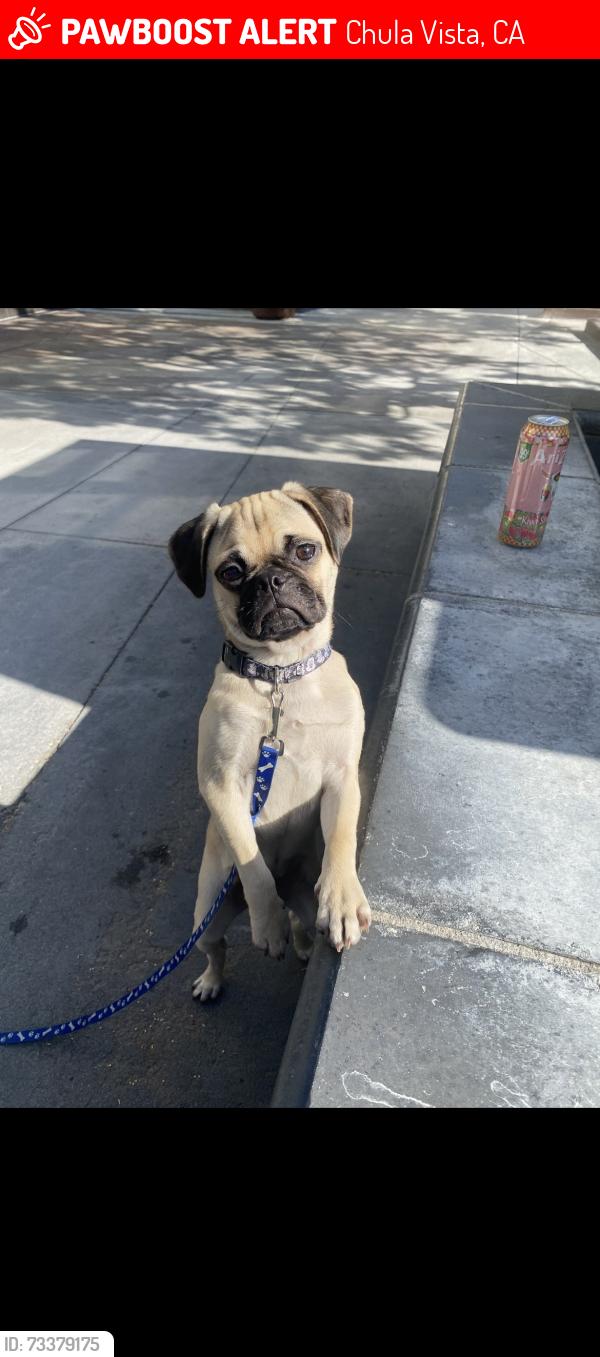 Lost Male Dog last seen Third & I st, Chula Vista, CA 91910
