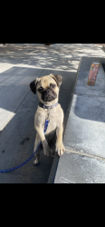 Lost Male Dog last seen Third & I st, Chula Vista, CA 91910