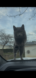 Lost Female Cat last seen Ashe Dr., Burlington, NC 27215