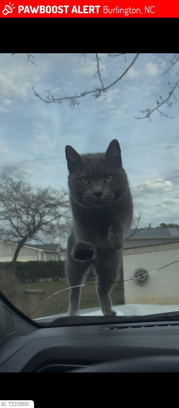 Lost Female Cat last seen Ashe Dr., Burlington, NC 27215