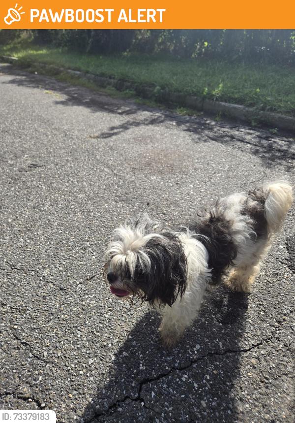 Found/Stray Male Dog last seen Los primos deli, New Albany Township, IN 47150