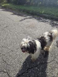 Found/Stray Male Dog last seen Los primos deli, New Albany Township, IN 47150