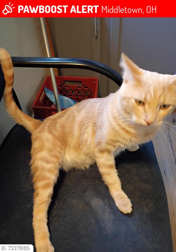 Lost Male Cat last seen Roosevelt boulevard, shady Creek, Middletown, OH 45044
