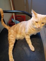 Lost Male Cat last seen Roosevelt boulevard, shady Creek, Middletown, OH 45044