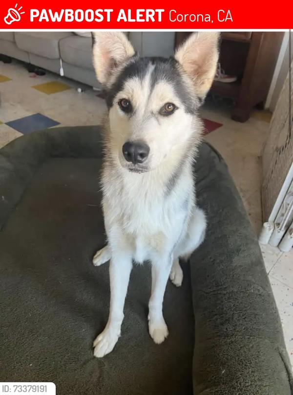 Lost Female Dog last seen Crossroads church, Corona, CA 92881