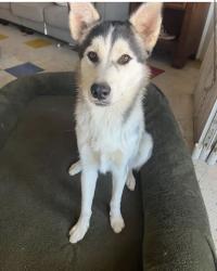 Lost Female Dog last seen Crossroads church, Corona, CA 92881