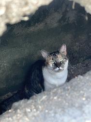 Found/Stray Unknown Cat last seen W market st, Greensboro, NC 27410