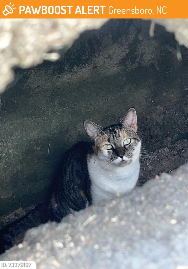 Found/Stray Unknown Cat last seen W market st, Greensboro, NC 27410