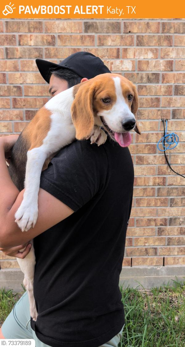 Found/Stray Male Dog last seen Stockdick Junior High, Katy, TX 77493