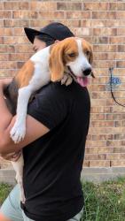 Found/Stray Male Dog last seen Stockdick Junior High, Katy, TX 77493