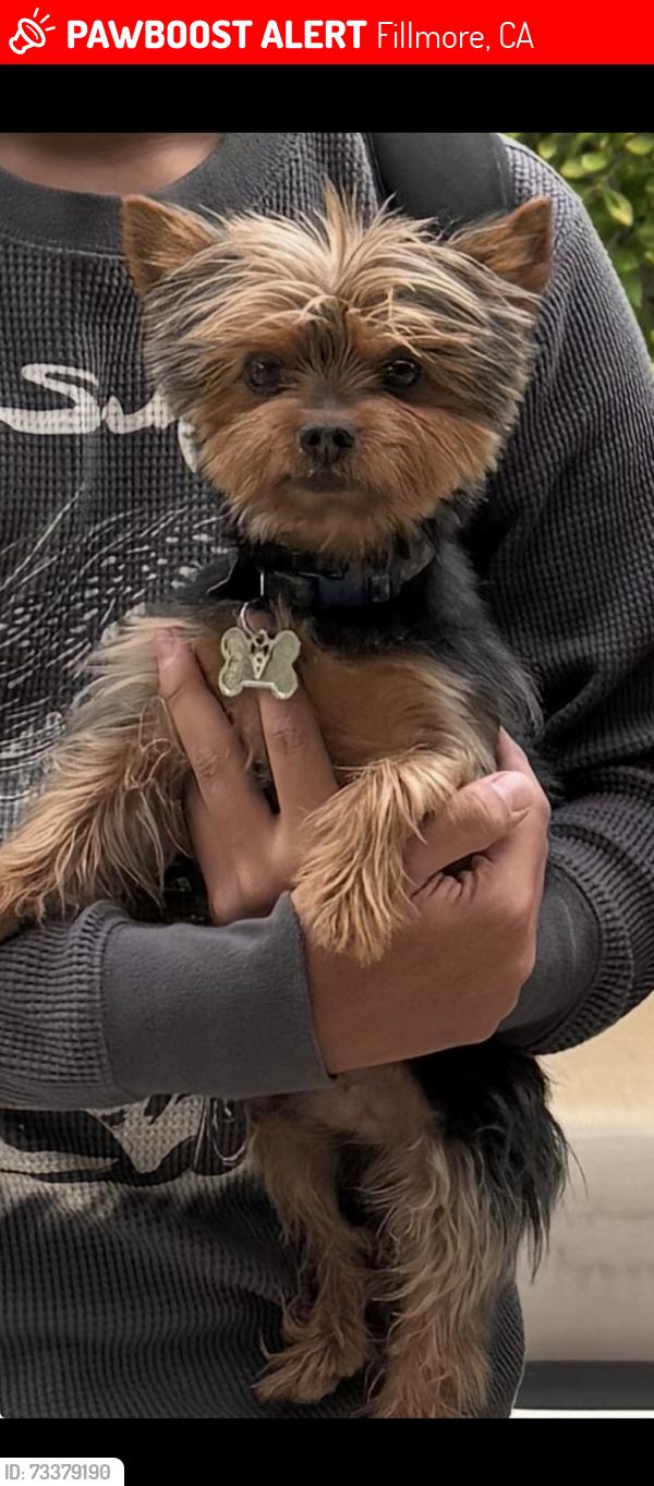 Lost Male Dog last seen Heritage Valley parkway and Central Avenue, Fillmore, CA 93015