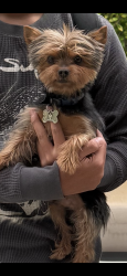 Lost Male Dog last seen Heritage Valley parkway and Central Avenue, Fillmore, CA 93015