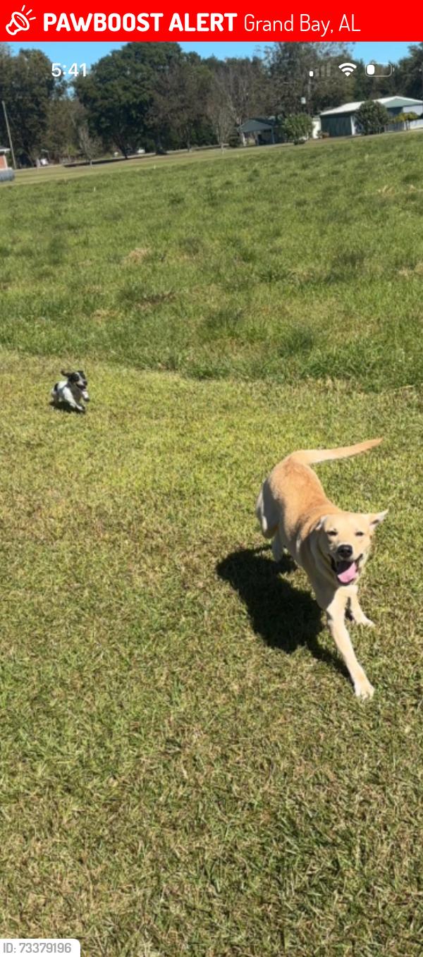 Lost Male Dog last seen Hall rd, Grand Bay, AL 36541