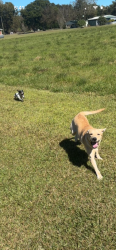 Lost Male Dog last seen Hall rd, Grand Bay, AL 36541