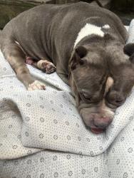 Found/Stray Female Dog last seen Near s Essex, Chicago, IL 60617
