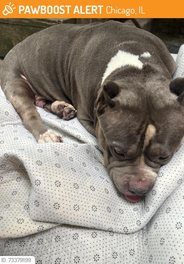 Found/Stray Female Dog last seen Near s Essex, Chicago, IL 60617