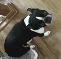 Reunited Female Dog last seen Duval field, College Park, MD 20740, College Park, MD 20740