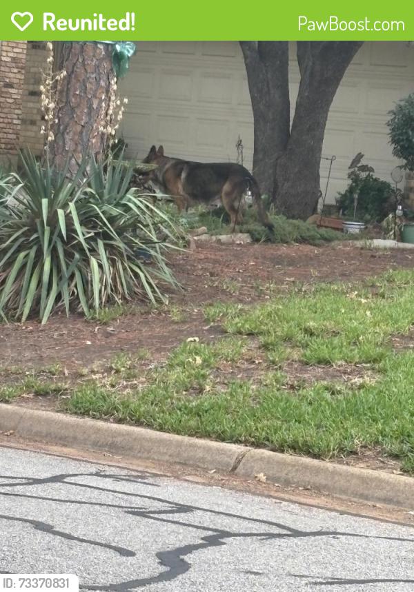 Reunited Unknown Dog last seen Greenwood and Buffalo, Arlington, TX 76013