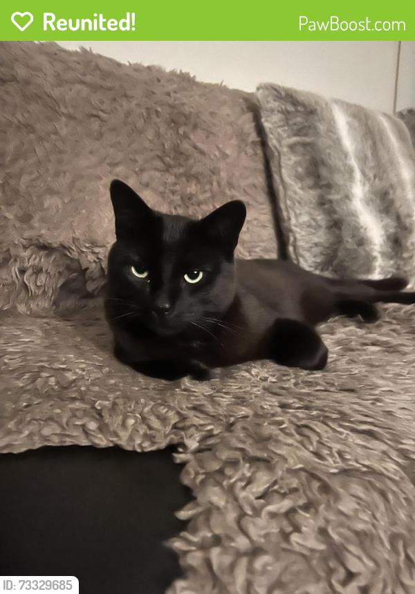 Reunited Male Cat last seen Near H St, Arcata, CA 95521, Arcata, CA 95521