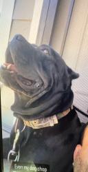 Lost Female Dog last seen Ley rd, Houston, TX 77028