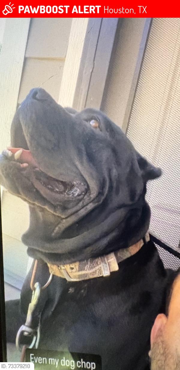 Lost Female Dog last seen Ley rd, Houston, TX 77028