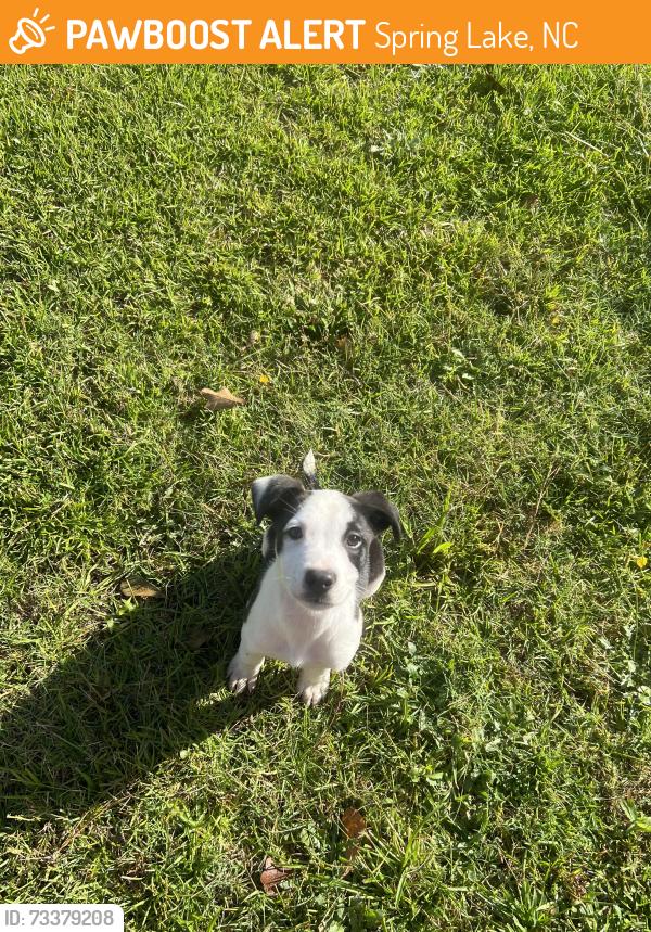 Found/Stray Male Dog last seen Circle k, Spring Lake, NC 28310