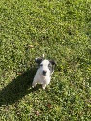 Found/Stray Male Dog last seen Circle k, Spring Lake, NC 28310