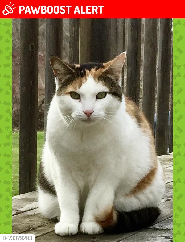 Lost Female Cat last seen Jury Rd and Nairn Rd, Middlesex Centre, ON N0L 1R0