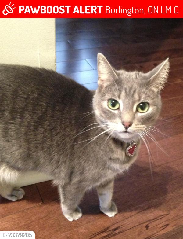Lost Female Cat last seen Centennial and Palmer Burlington, Burlington, ON L7M 1C2